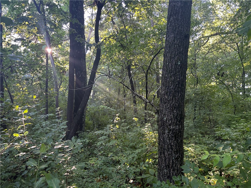 Mount Auburn Blacktop Decatur Il 62522 Decatur, IL 62522 - Photo 15 of 22 a view of a forest