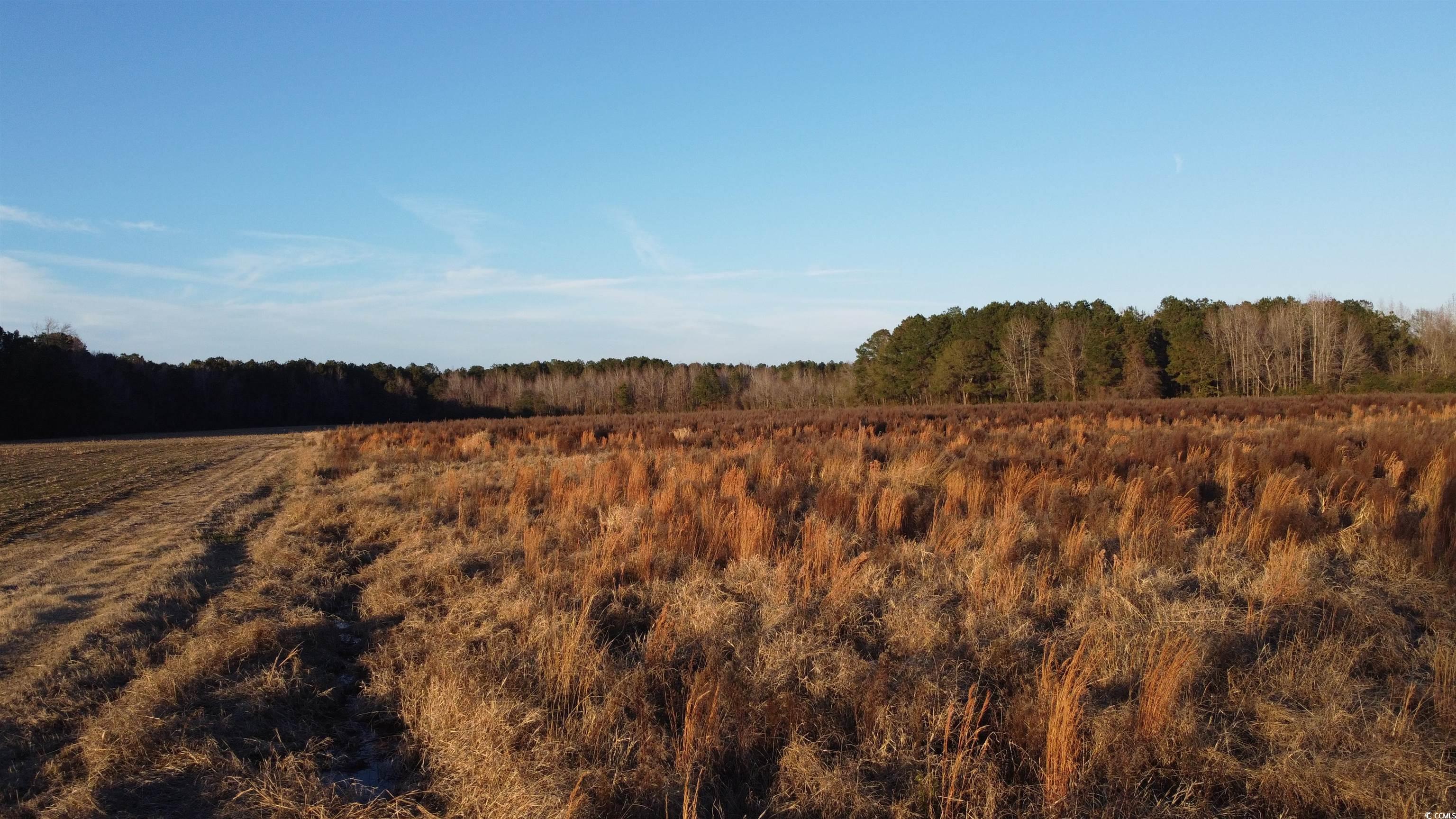 5441 Carolina Road Green Sea, SC 29545 - Photo 7 of 11