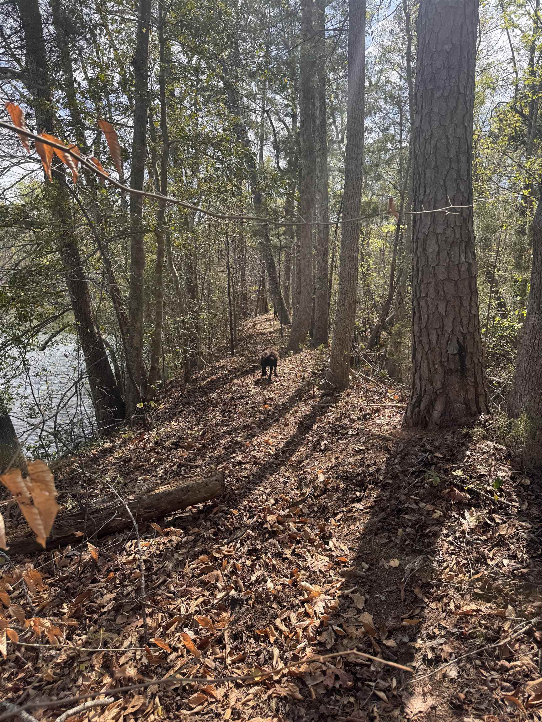 0 Lancaster Road Roebuck, SC 29376 - Photo 9 of 16