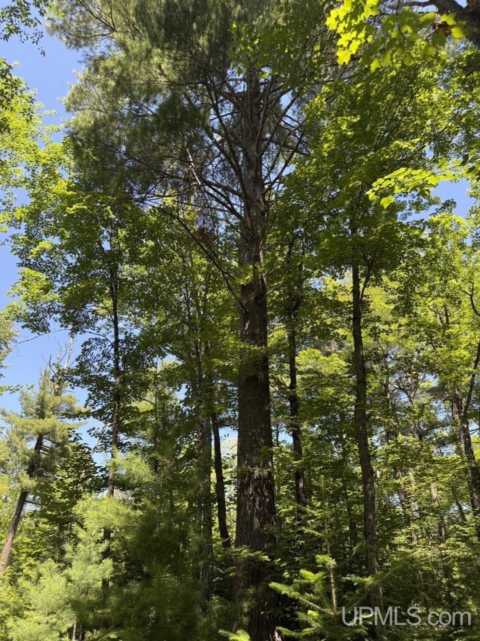 33.85-acres East Cable Lake Road Crystal Falls, MI 49920 - Photo 13 of 13