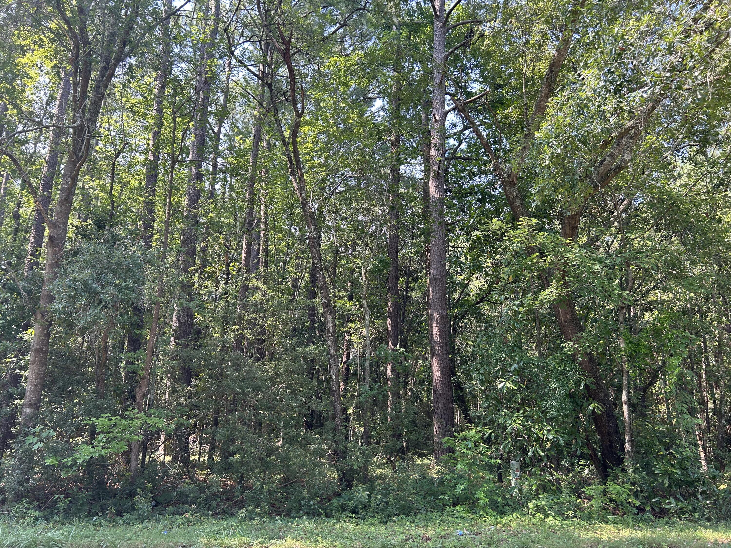 0 Old Parsonage Road Summerville, SC 29483 - Photo 1 of 1 IMG_7314