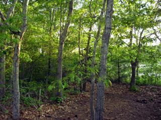 68 Bayview Road Mashpee, MA 02649 - Photo 6 of 10 a view of a forest with trees in the background