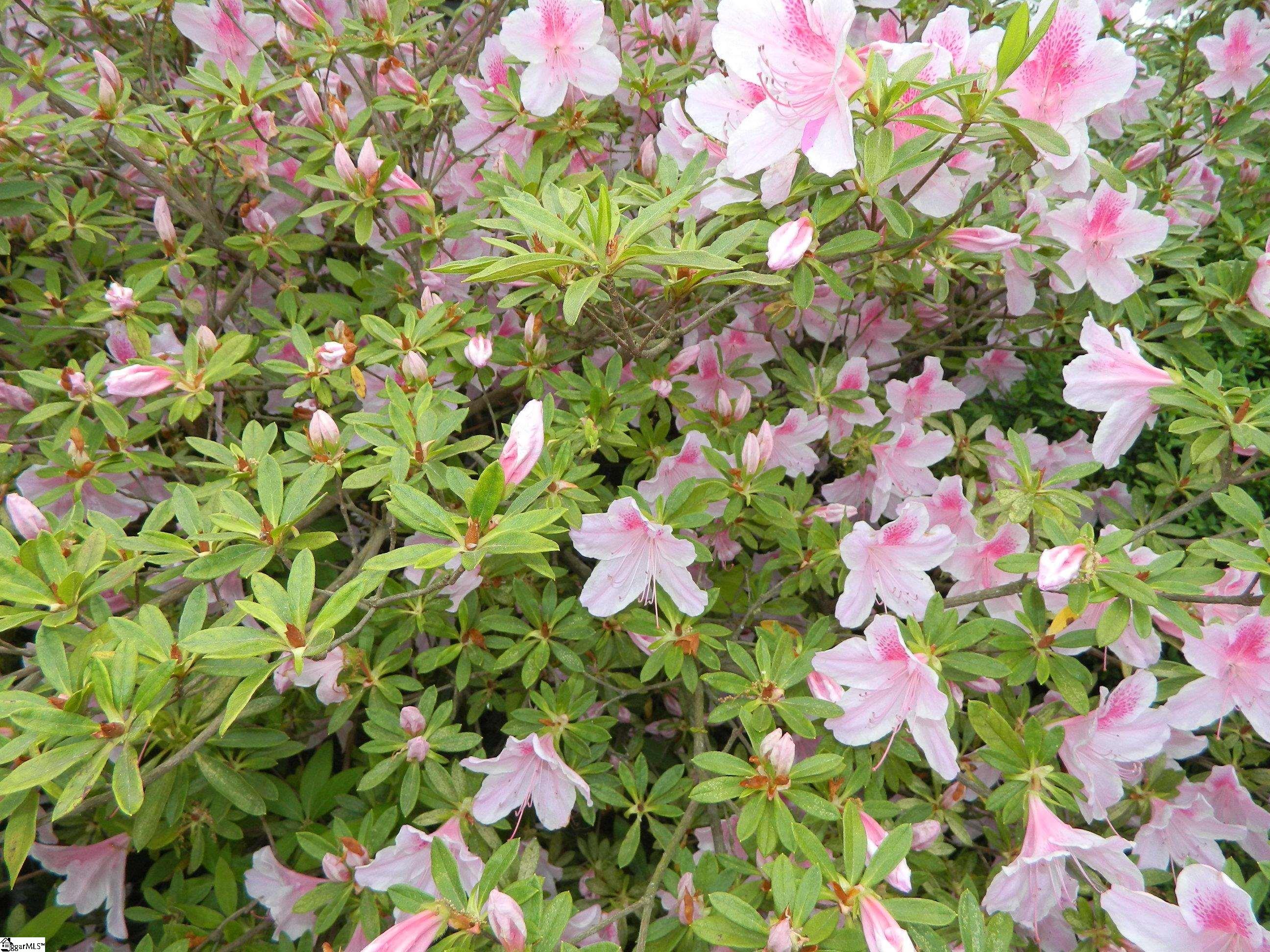 1818 Centerville Road Anderson, SC 29625 - Photo 34 of 36