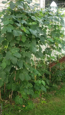 $820,000 | 18 South 11th Avenue, Mount Vernon, NY 10550