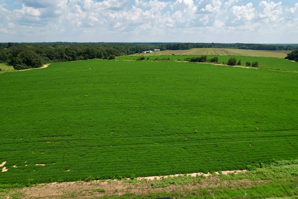 0 Judge Logue Road Newton, AL 36352 - Photo 8 of 10