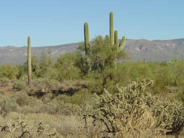10 West Honda Bow Road, Unit 3 Phoenix, AZ 85087 - Photo 1 of 3 Primary Photo