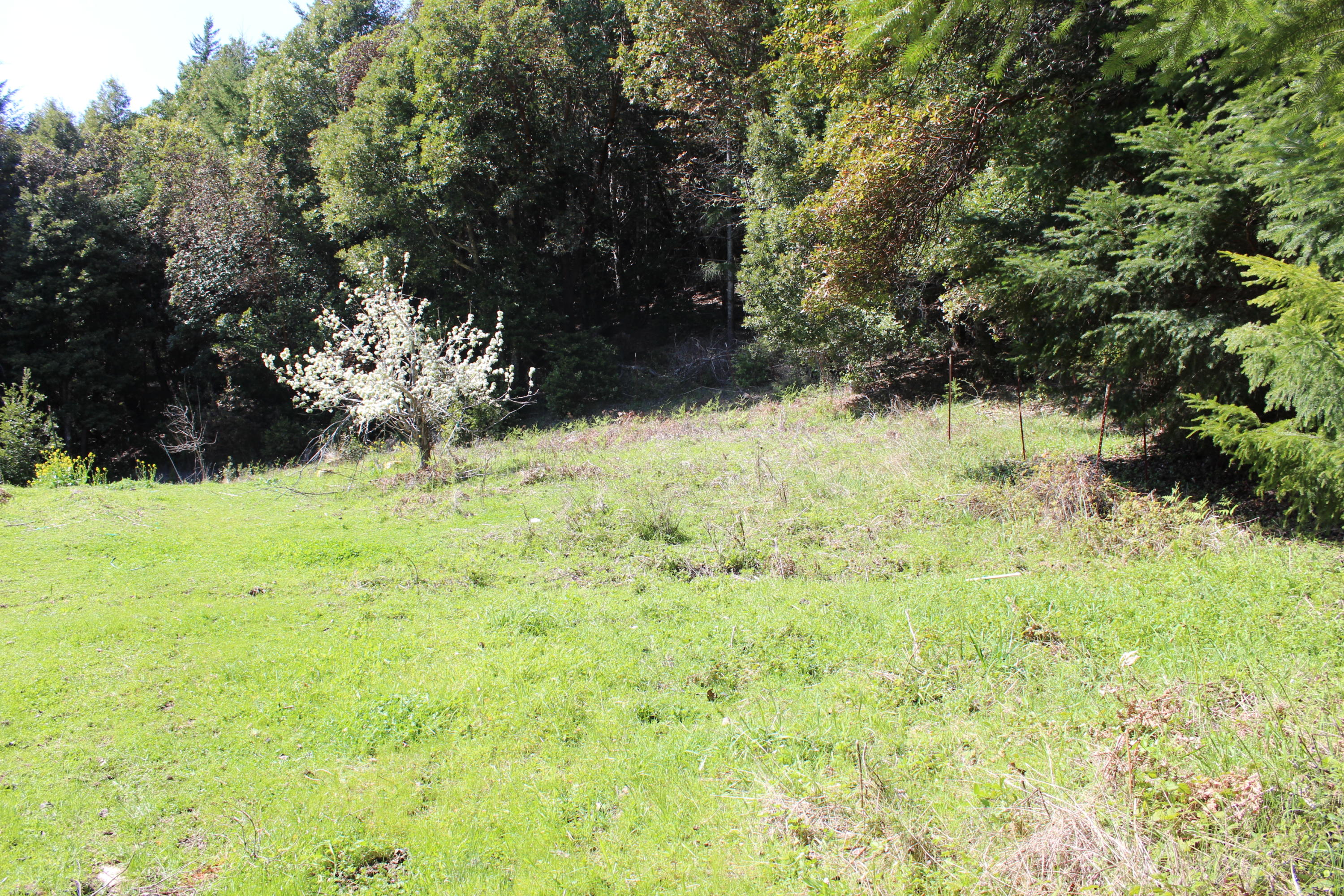 Beautiful Homestead Acreage