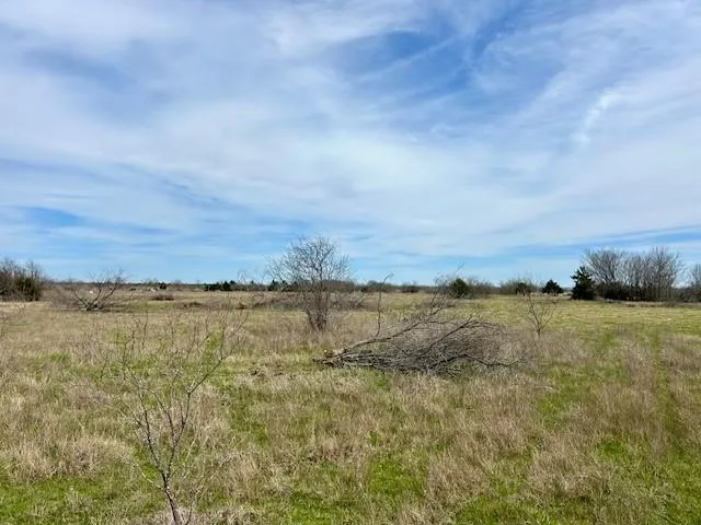 a view of a dry yard with lots of trees