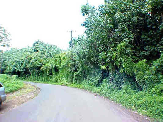 Iwipoo Road Koloa, HI 96756 - Photo 4 of 4 Gallery Image 4