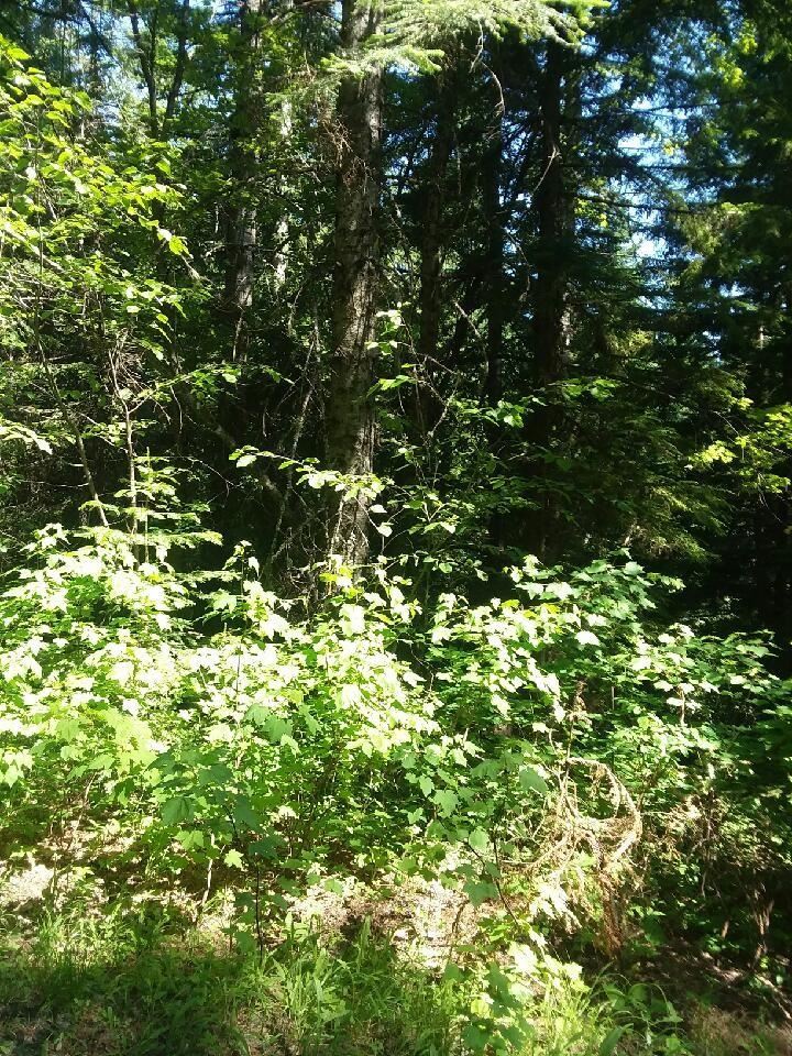 1 Snowblaze Rec Tracts Mead, WA 99021 - Photo 2 of 2