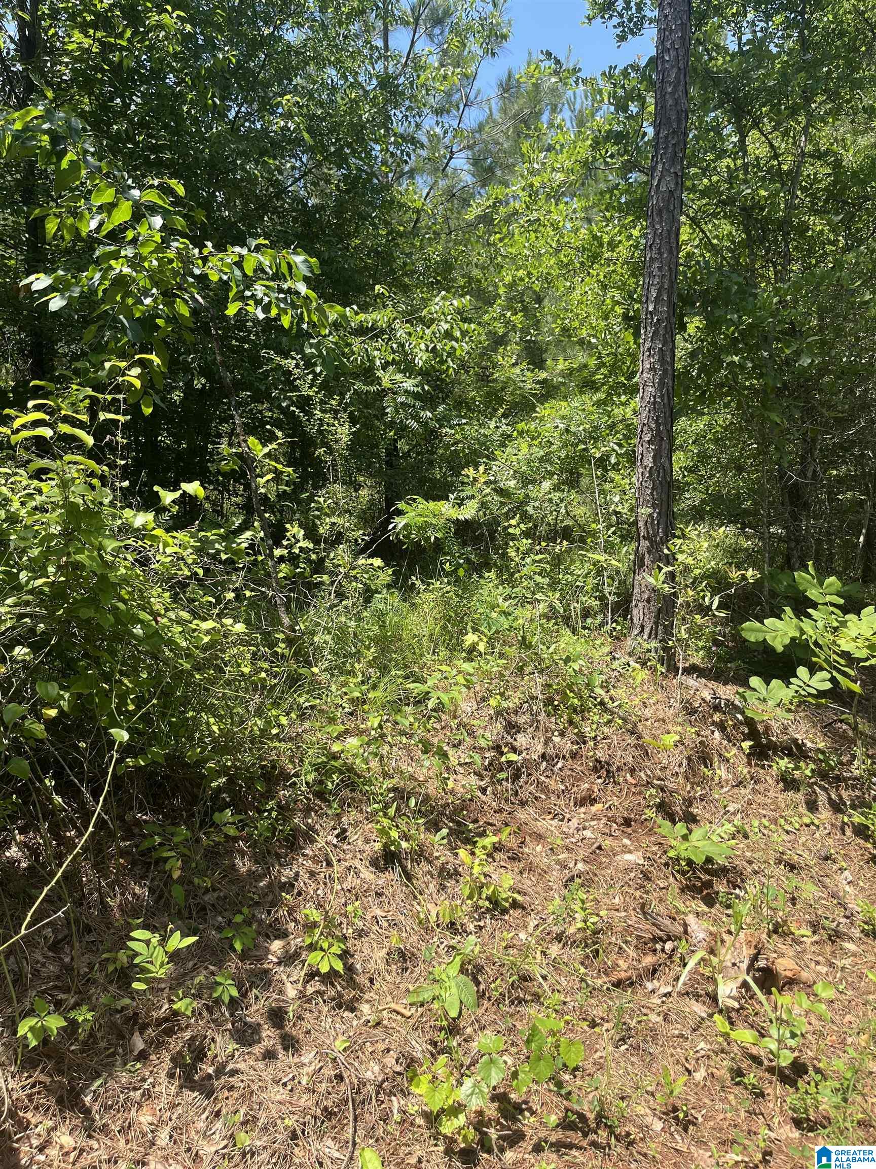 385 Carr Road Alpine, AL 35014 - Photo 6 of 7