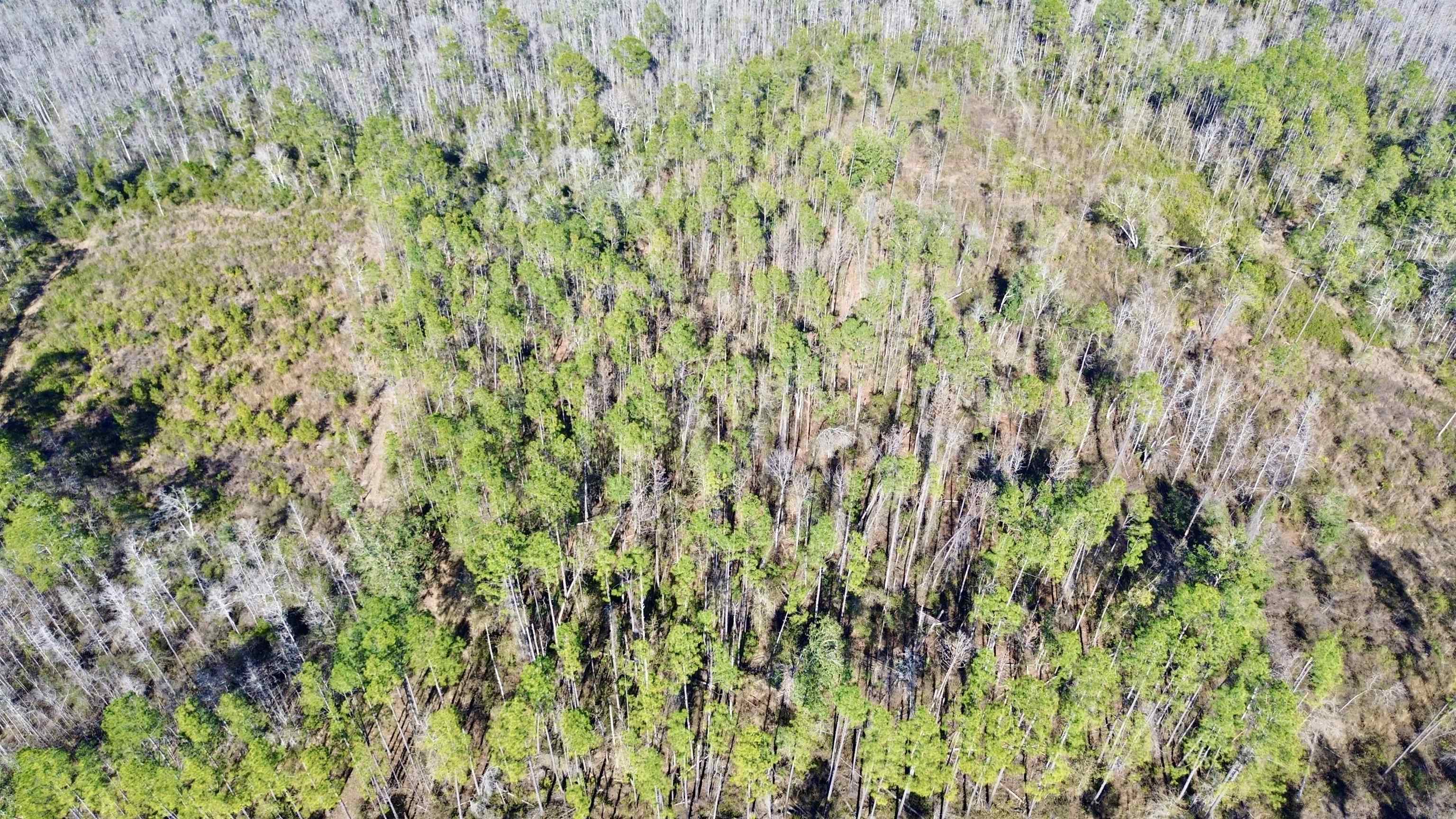 Vacant Southwest Open Sands Loop Greenville, FL 32331 - Photo 18 of 23