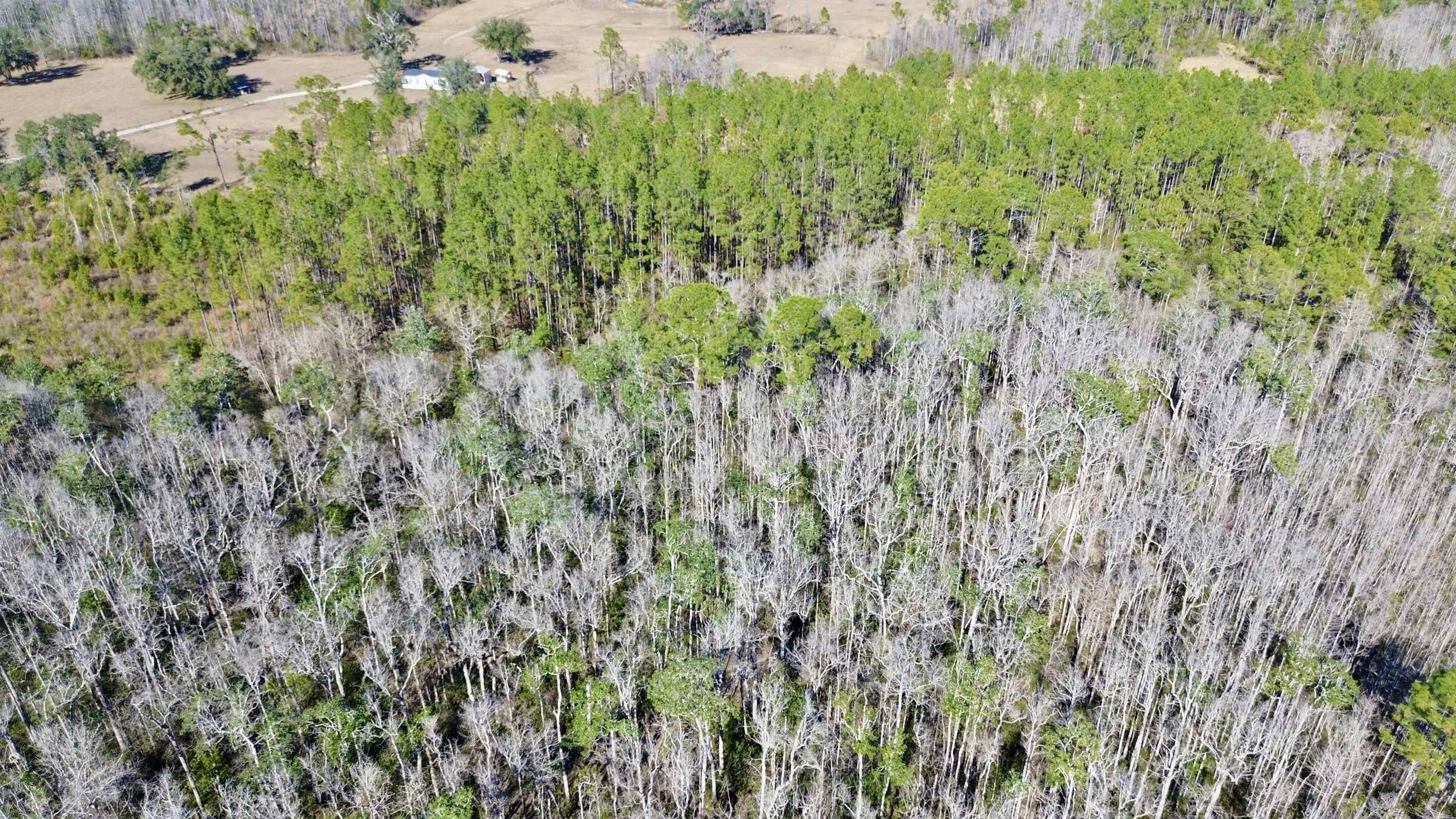 Vacant Southwest Open Sands Loop Greenville, FL 32331 - Photo 2 of 23