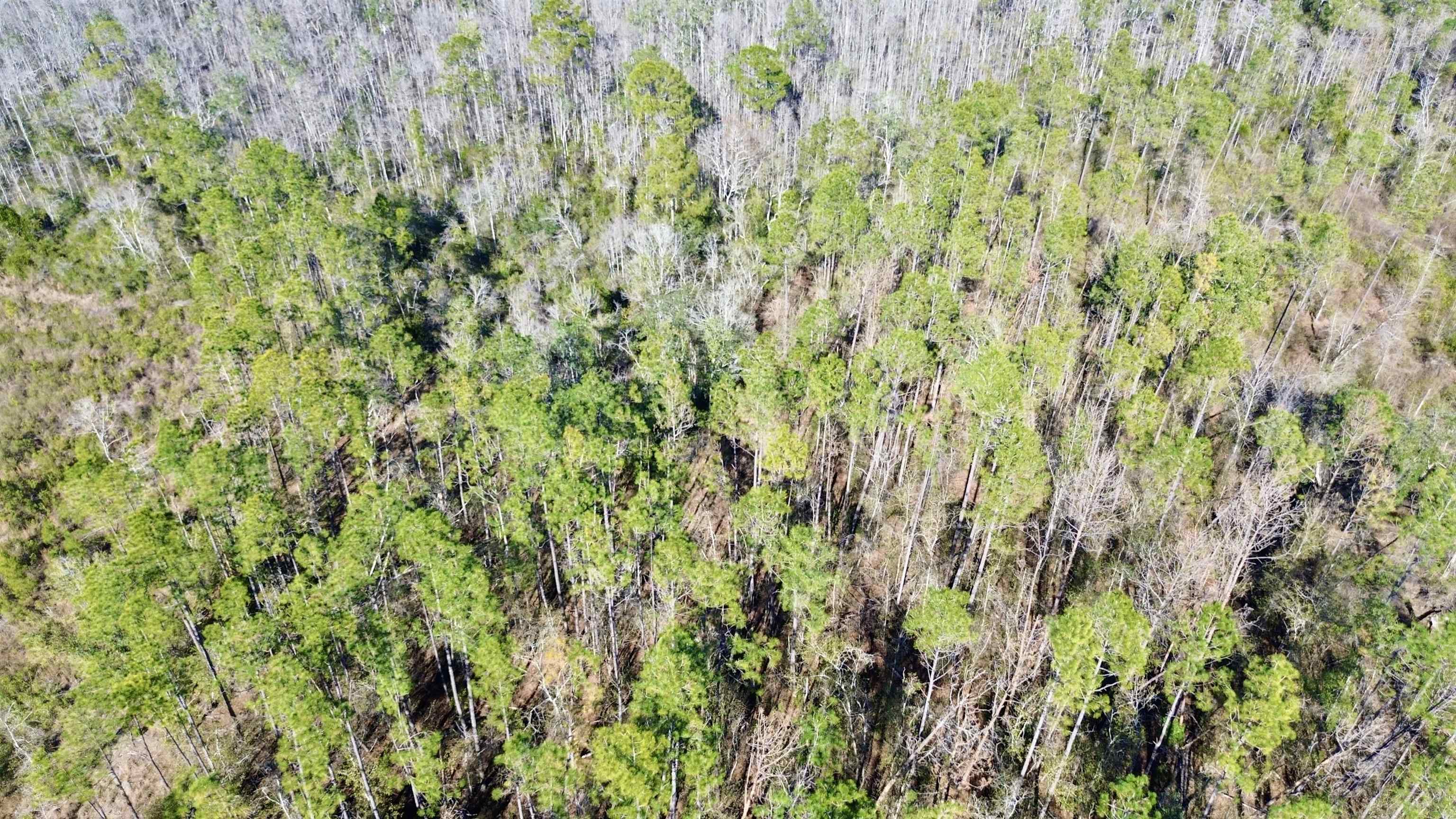 Vacant Southwest Open Sands Loop Greenville, FL 32331 - Photo 23 of 23