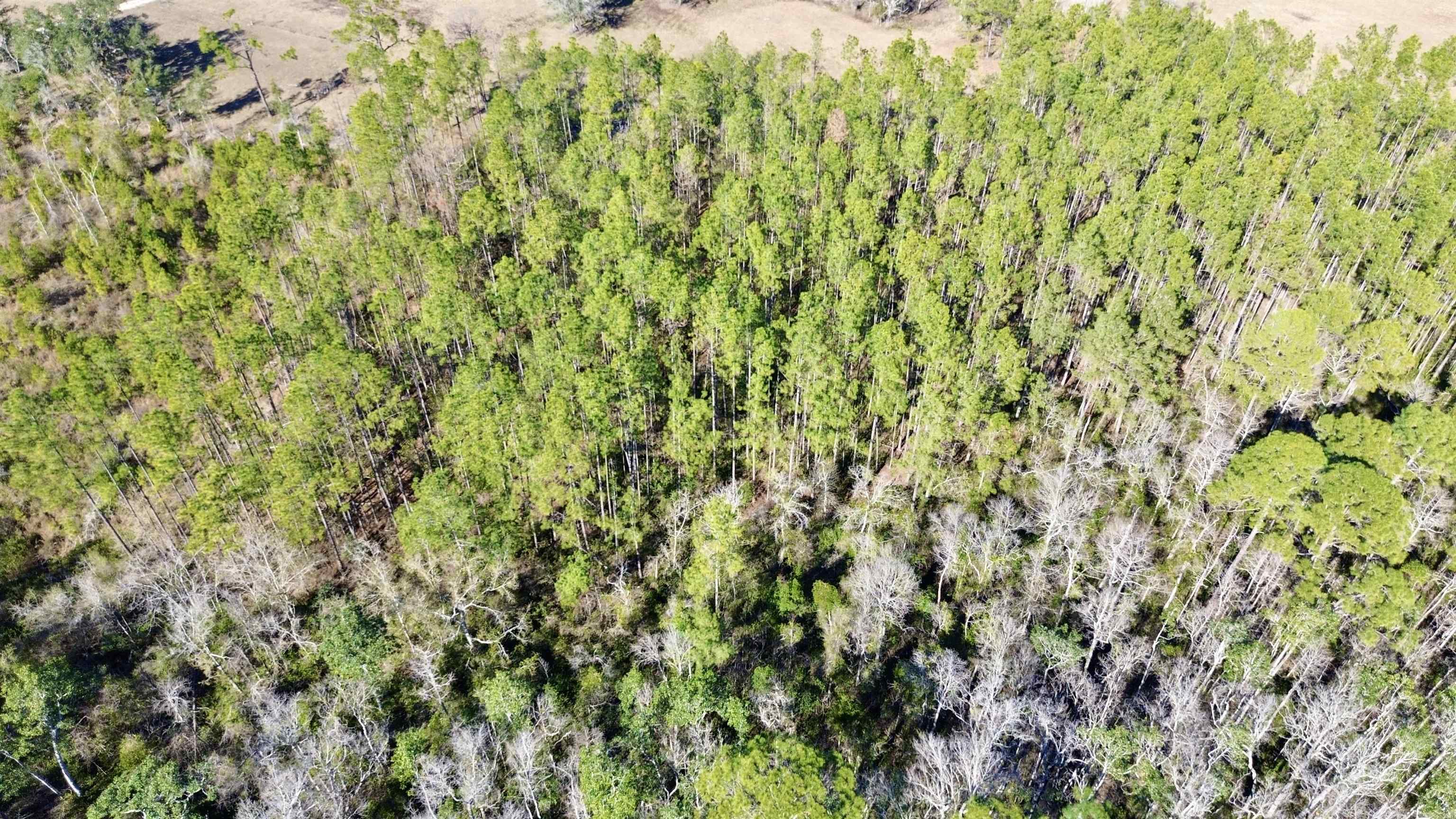 Vacant Southwest Open Sands Loop Greenville, FL 32331 - Photo 3 of 23