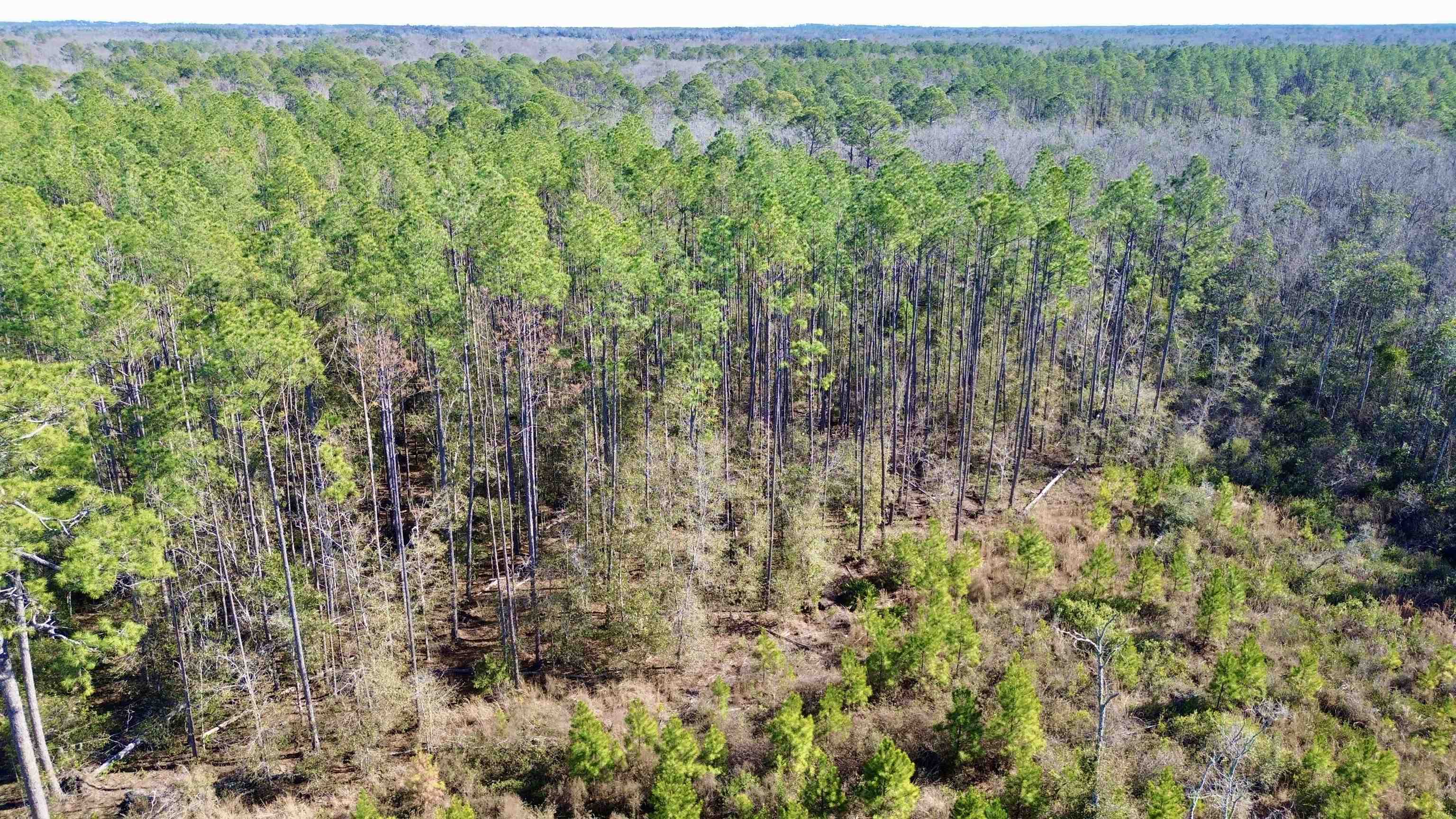 Vacant Southwest Open Sands Loop Greenville, FL 32331 - Photo 8 of 23