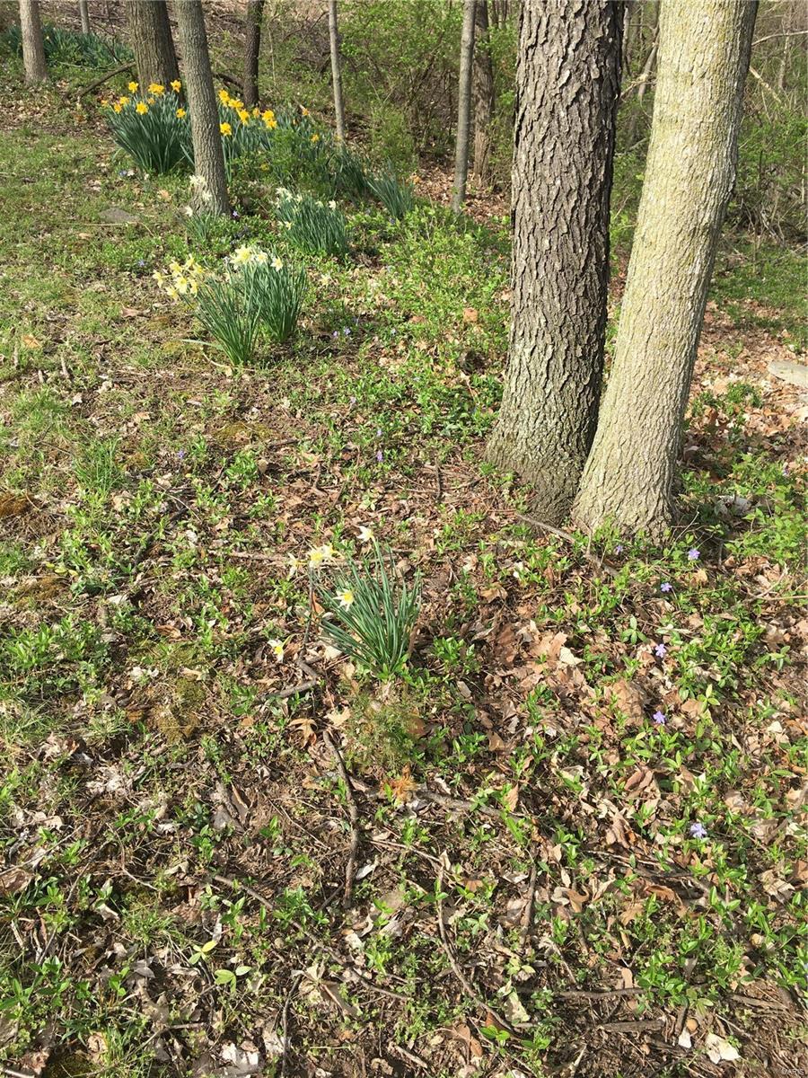 634 Susan Road St. Louis, MO 63129 - Photo 8 of 10