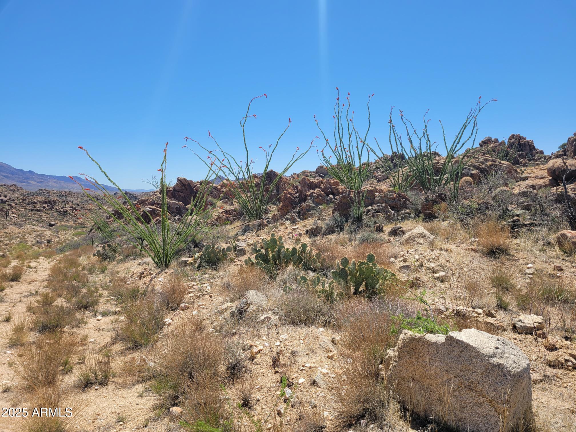 0 South Date Creek Road, Unit I3 Congress, AZ 85332 - Photo 3 of 8 a view of a dry yard with lots of bushes