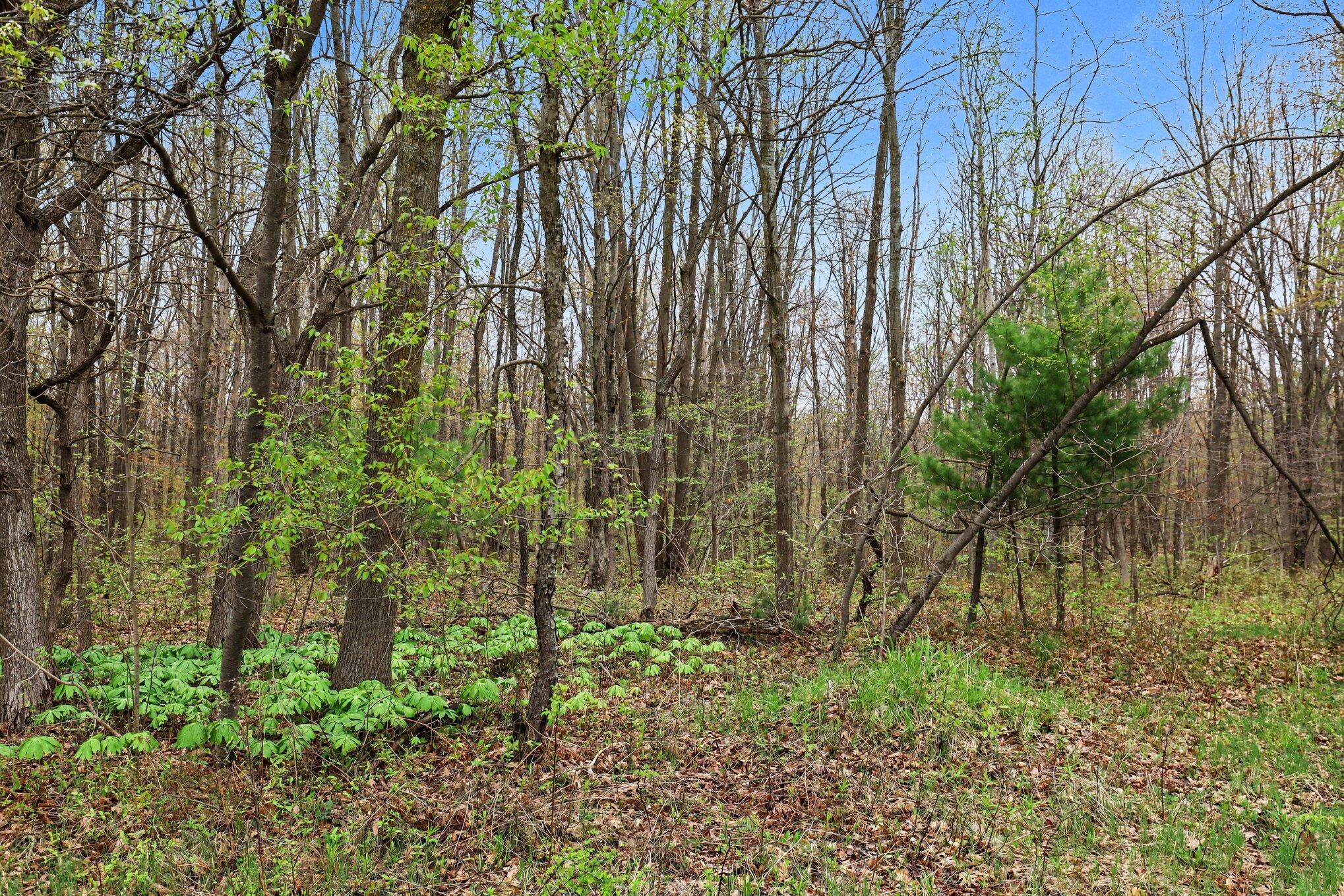 V/l East Bailey Road Ravenna, MI 49451 - Photo 5 of 24 003_file_1817