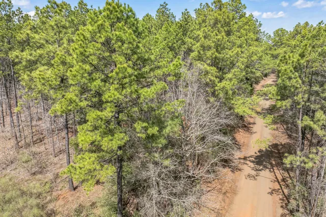 a view of a tree with a yard