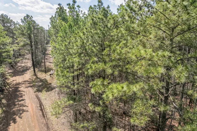 a view of a forest with large trees