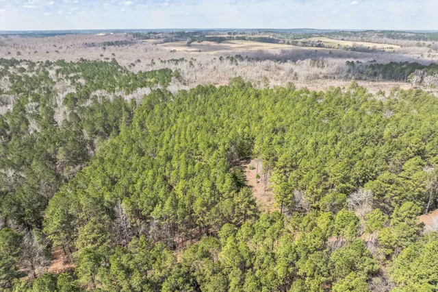 a view of a yard with a tree