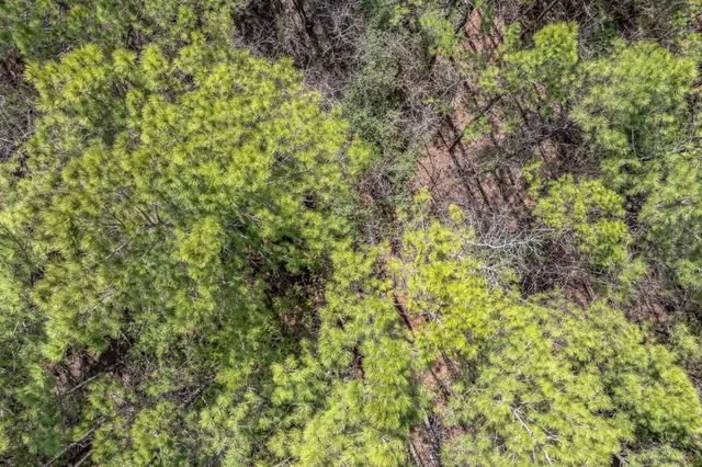 a close up of a plant