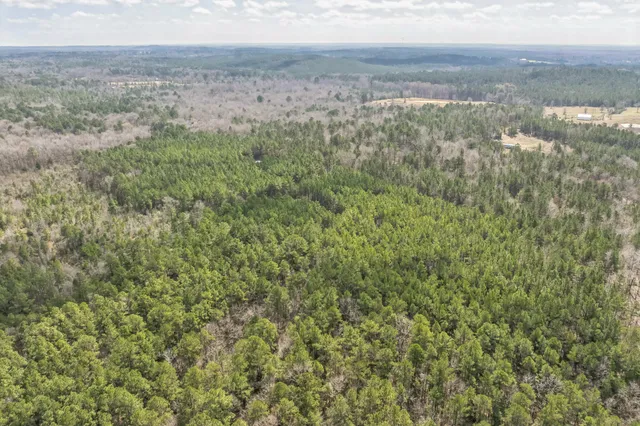 a view of a lush green forest