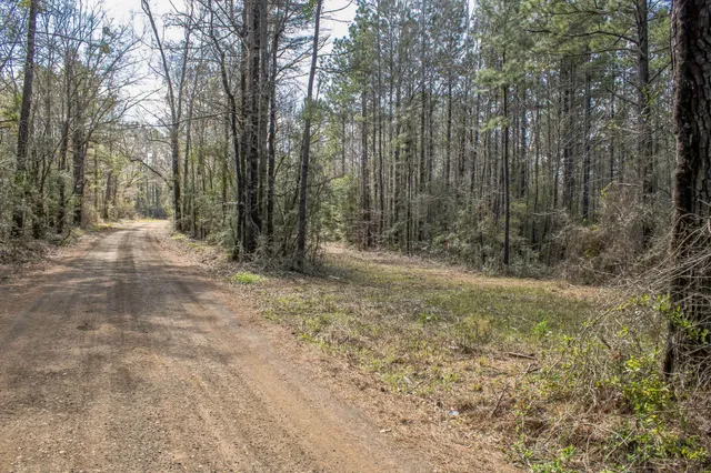 a view of a yard with trees
