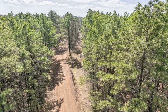 a view of a forest with trees in the background