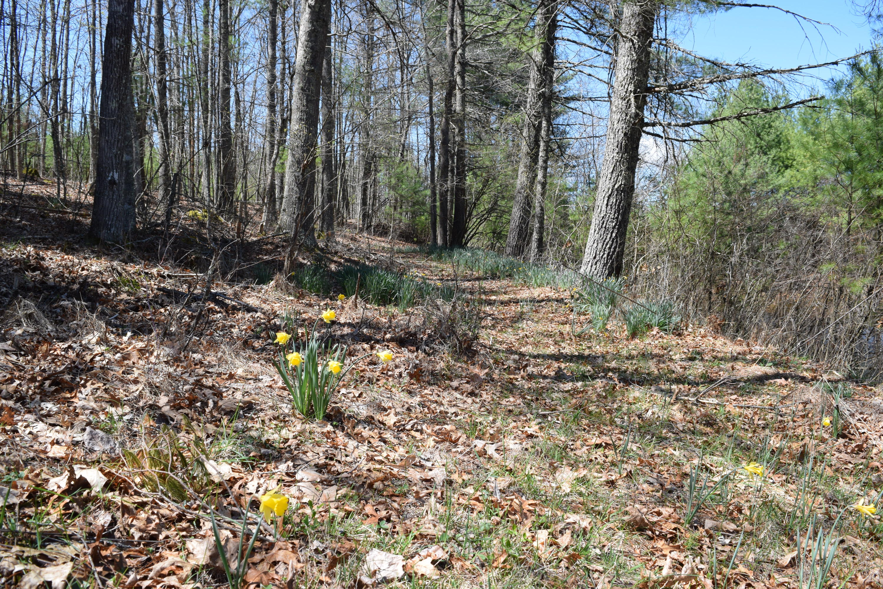 0 Keith Road Northwest Willis, VA 24380 - Photo 22 of 35 21