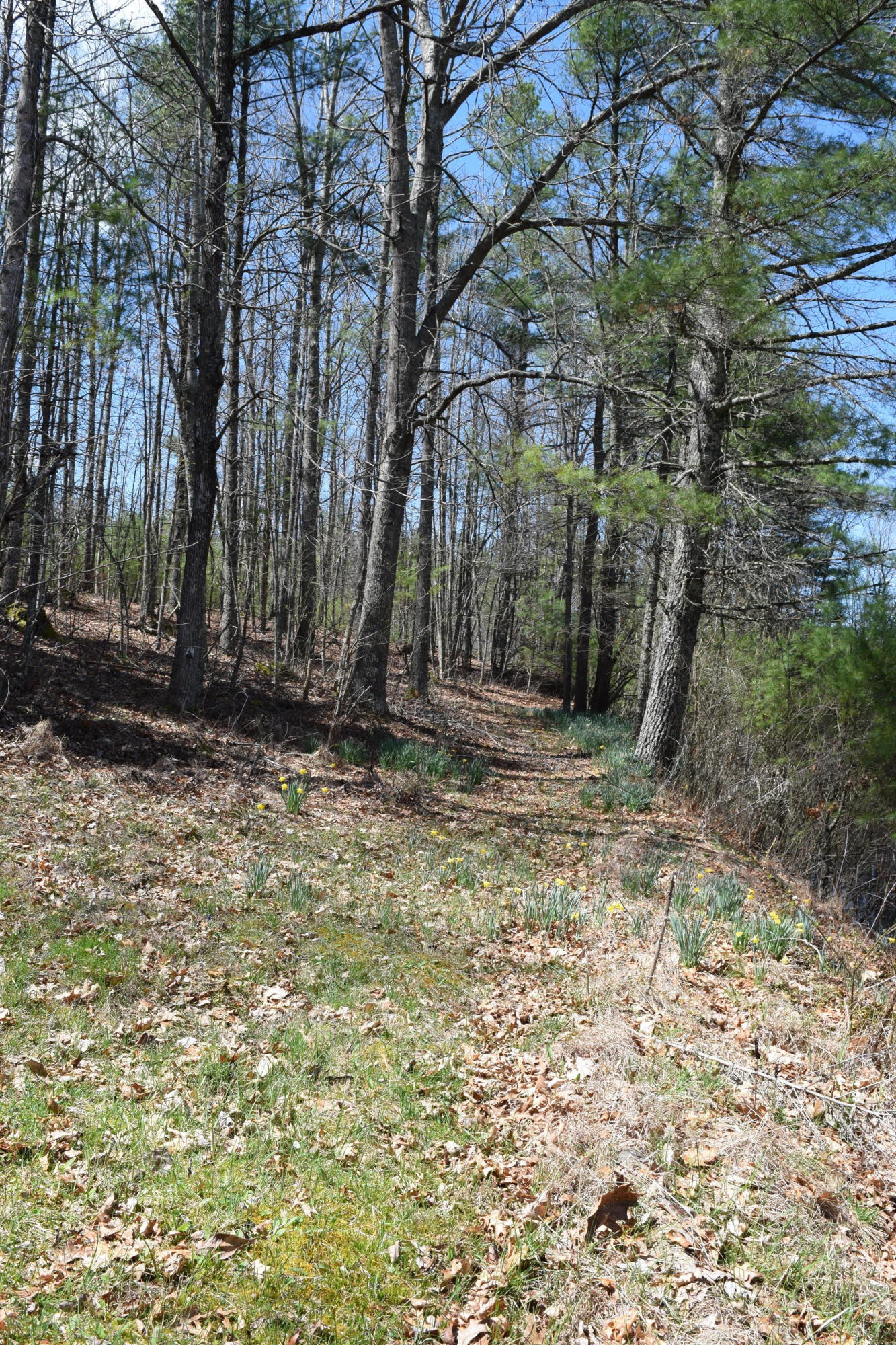 0 Keith Road Northwest Willis, VA 24380 - Photo 8 of 35 7