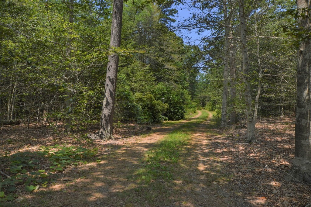 230 Pimlico Pond Road Mashpee, MA 02649 - Photo 33 of 35 a view of a forest with trees