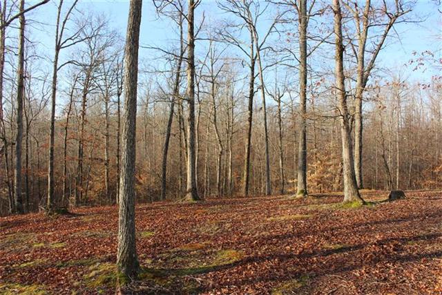 217 Amanda Road Dover, TN 37058 - Photo 19 of 20 In the woods.