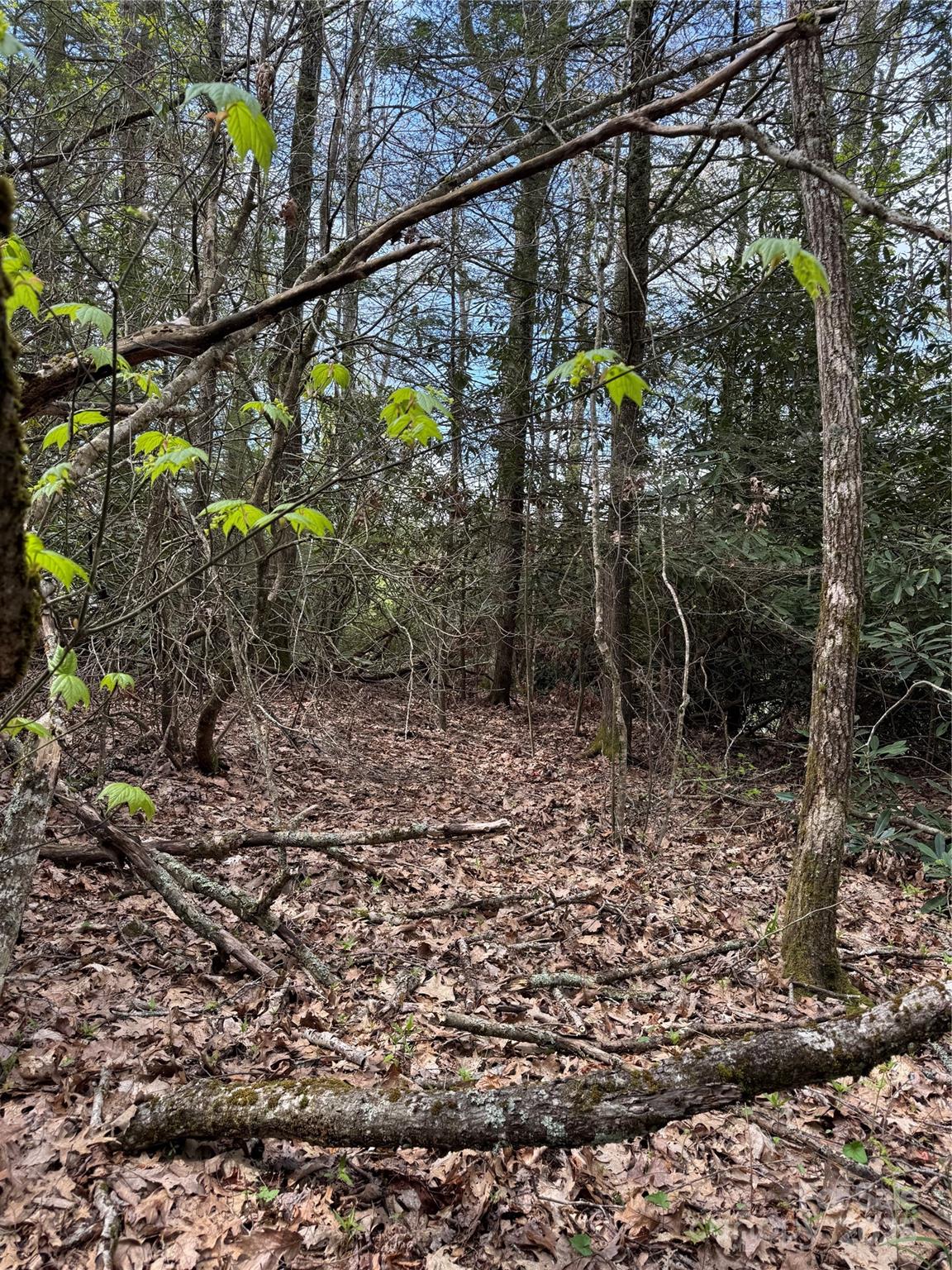 Tbd Black Bear Trail, Unit 23 Newland, NC 28657 - Photo 3 of 13 a view of a yard