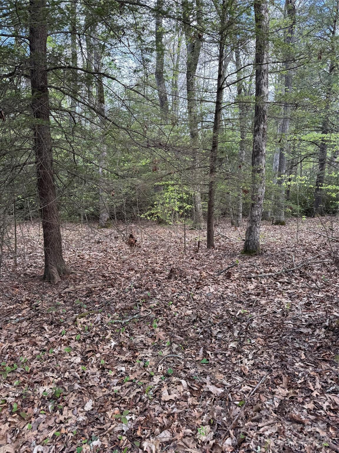 Tbd Black Bear Trail, Unit 23 Newland, NC 28657 - Photo 4 of 13 a view of a forest with trees
