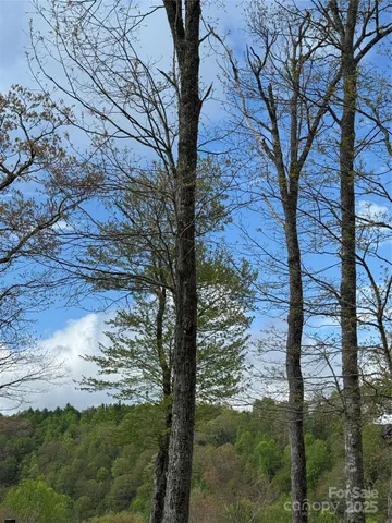 a view of a yard with plants and trees