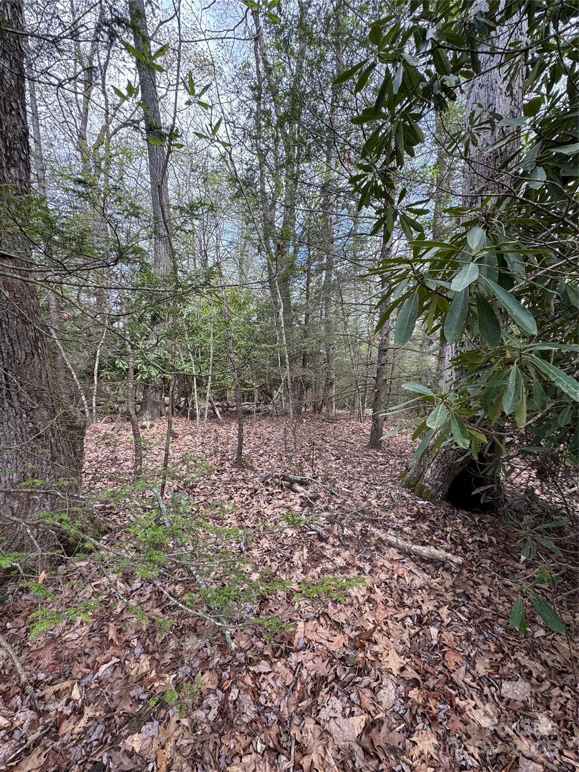 Tbd Black Bear Trail, Unit 23 Newland, NC 28657 - Photo 6 of 13 a view of a yard with plants and trees