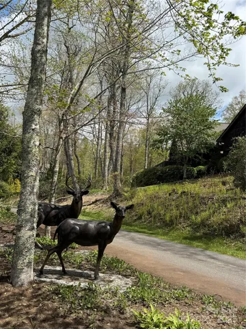 a view of a dry yard with lots of trees