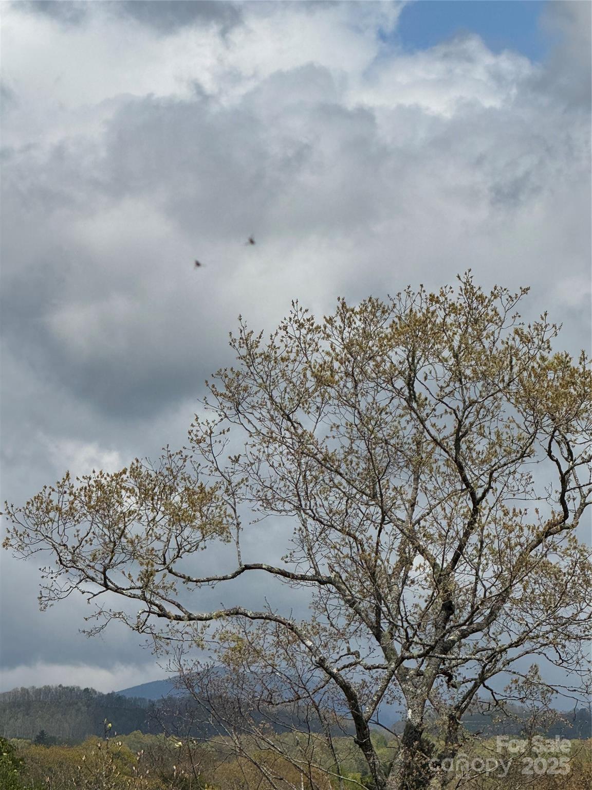 Tbd Black Bear Trail, Unit 23 Newland, NC 28657 - Photo 9 of 13 a view of a dry yard with lots of trees