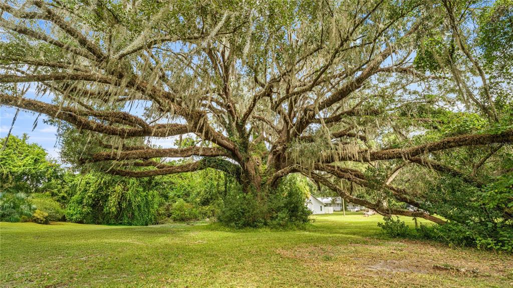 19036 Northwest 246th Street High Springs, FL 32643 - Photo 5 of 30 a view of a yard with a trees
