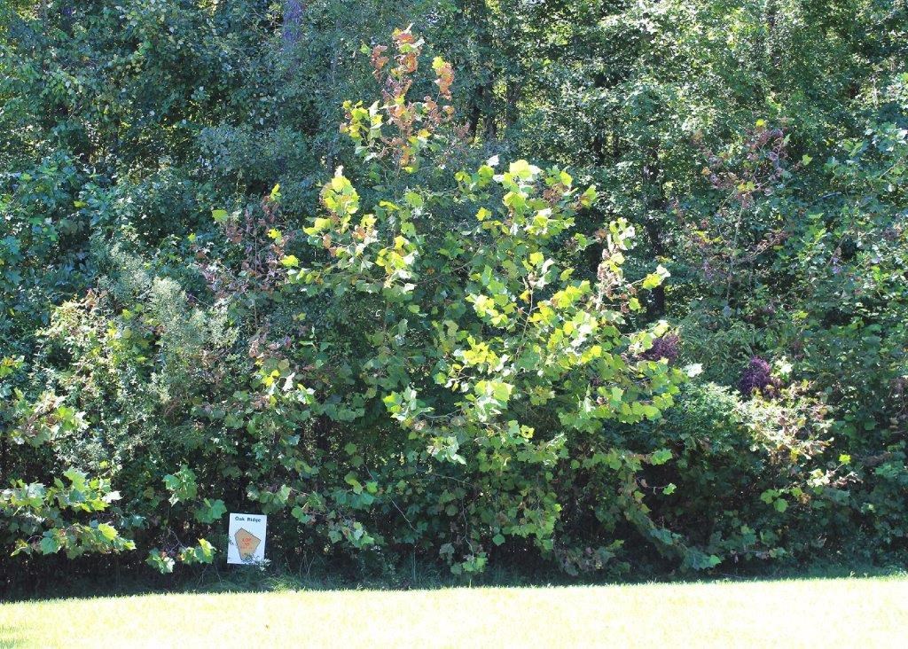 Lot 16 Oak Ridge Drive Waverly Hall, GA 31831 - Photo 3 of 13 a view of a tree