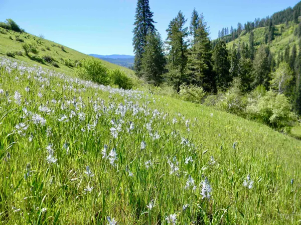 $7,400,000 | 151 Ranta Road, Kooskia, ID 83539