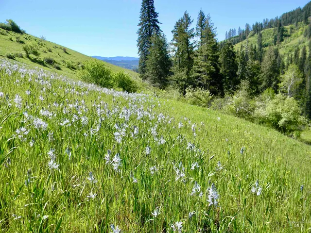 $7,400,000 | 151 Ranta Road, Kooskia, ID 83539