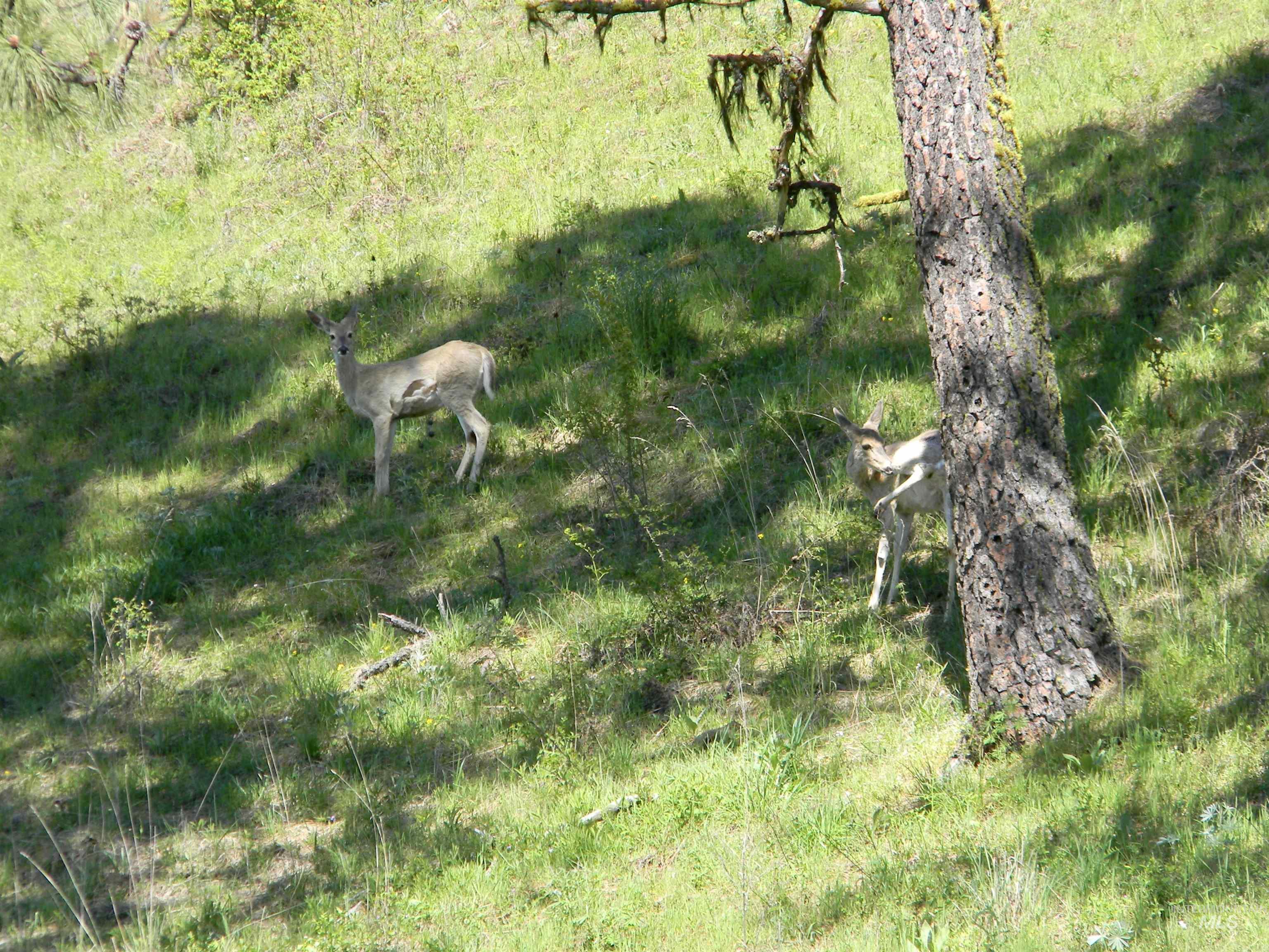151 Ranta Road Kooskia, ID 83539 - Photo 32 of 33