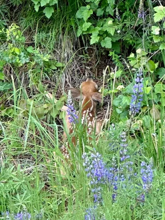 $7,400,000 | 151 Ranta Road, Kooskia, ID 83539