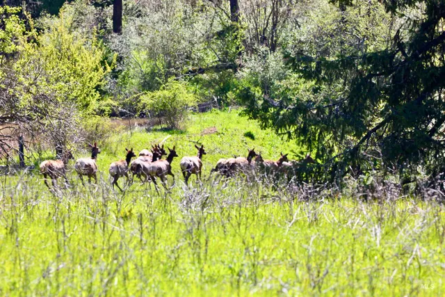 $7,400,000 | 151 Ranta Road, Kooskia, ID 83539