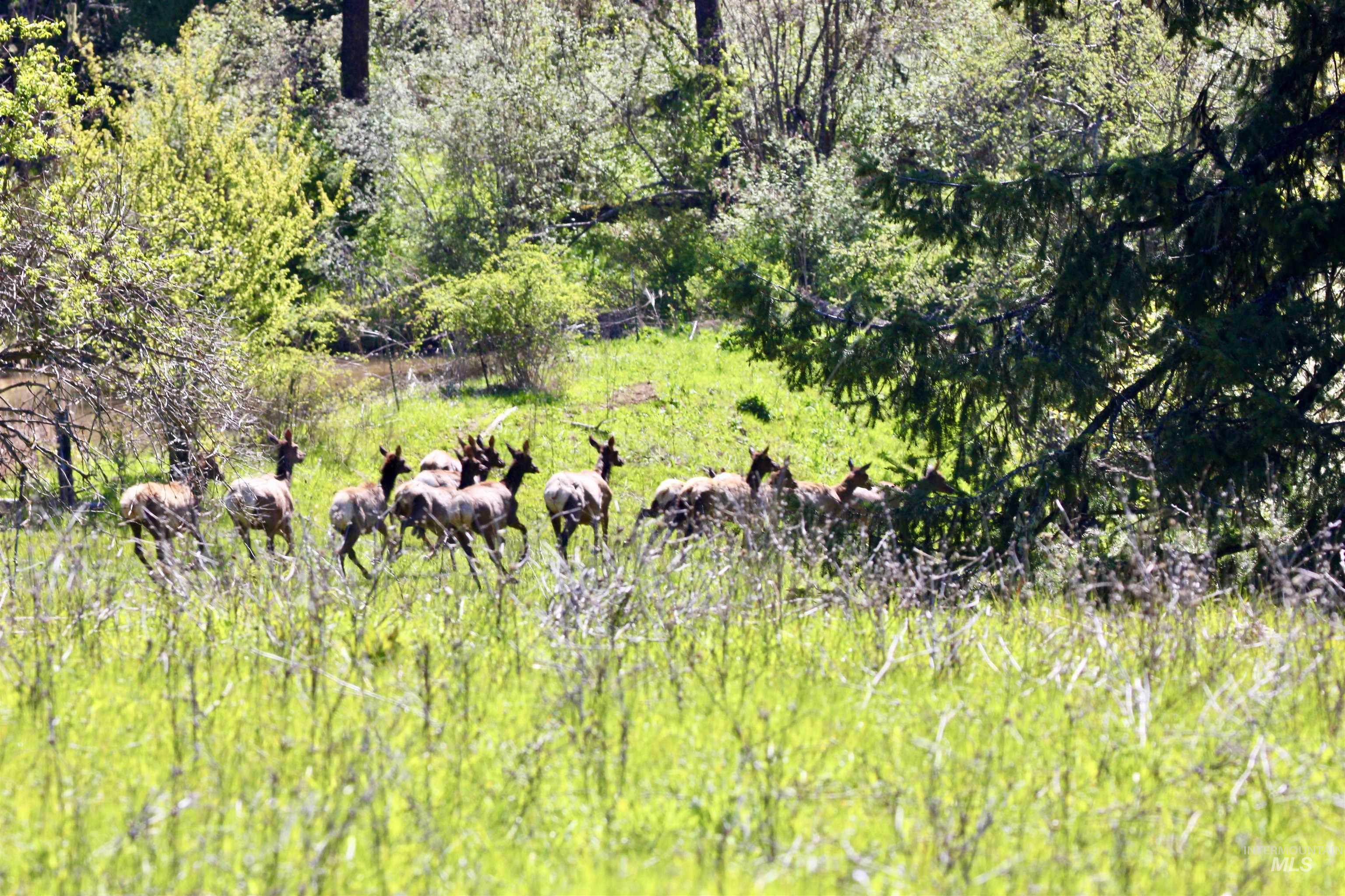 151 Ranta Road Kooskia, ID 83539 - Photo 5 of 33