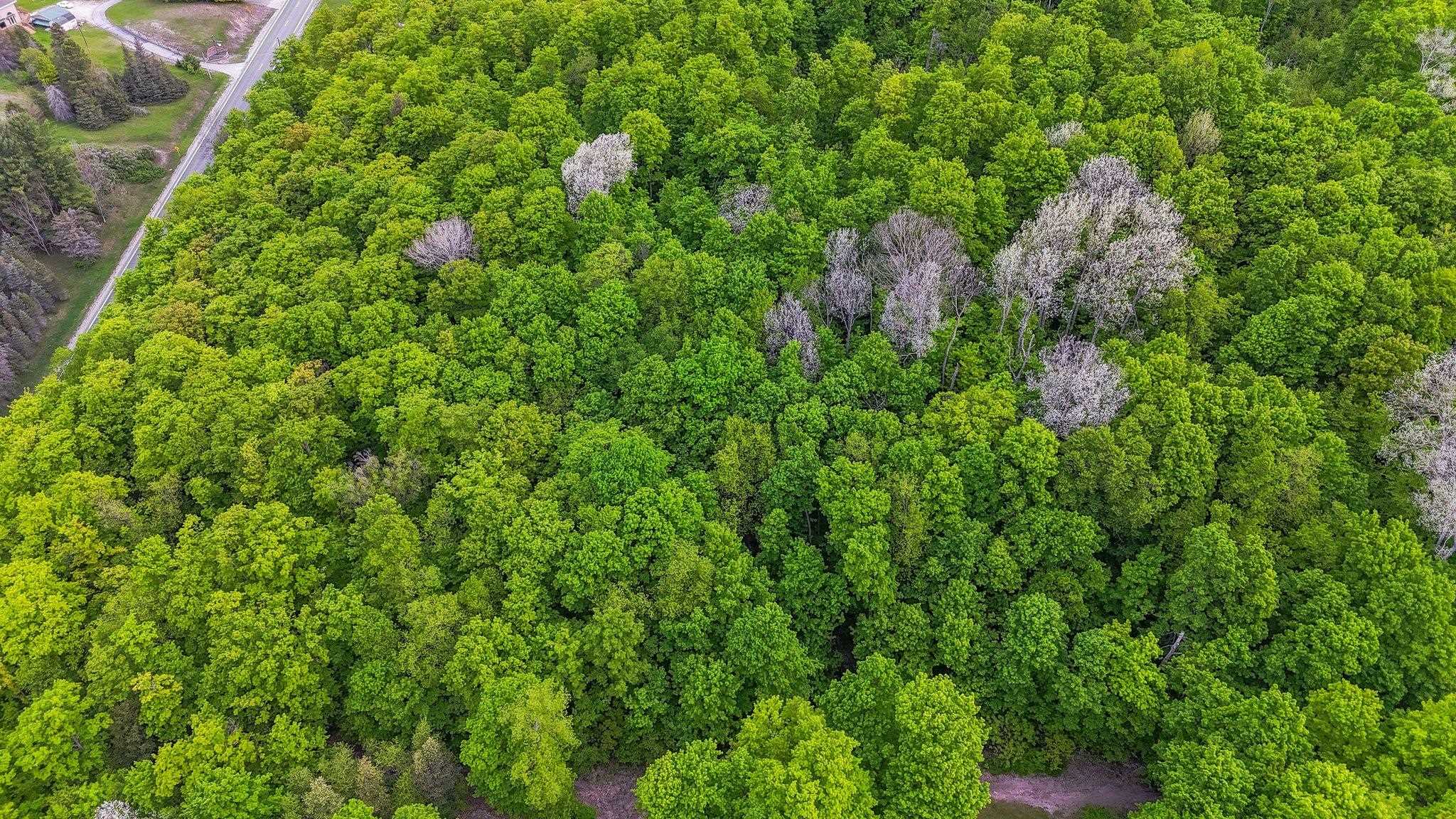 V/l South Coleman Road Maple City, MI 49664 - Photo 6 of 22