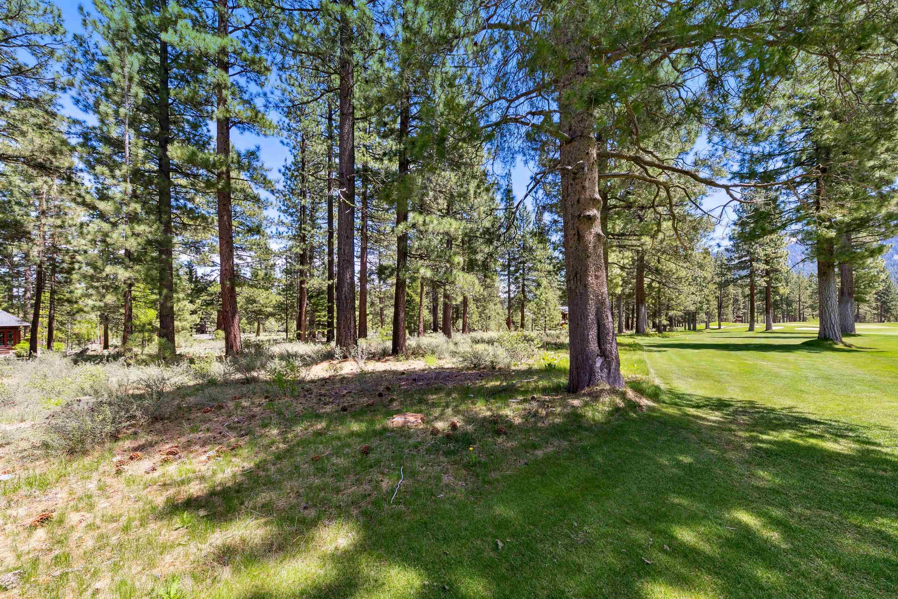 8201 Lahontan Drive Truckee, CA 96161 - Photo 11 of 28 a view of a yard with a tree